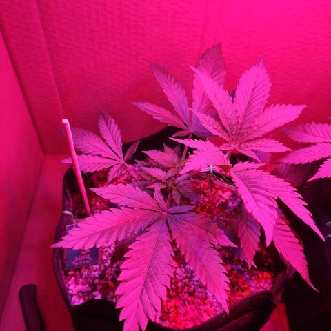 Banana kush whitelabell growlog timeline photo