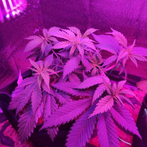 Banana kush whitelabell growlog timeline photo