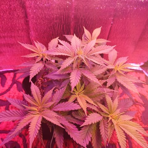 Banana kush whitelabell growlog timeline photo