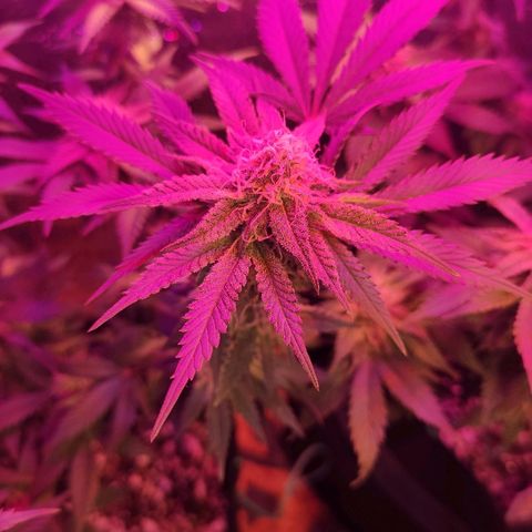 Banana kush whitelabell growlog timeline photo