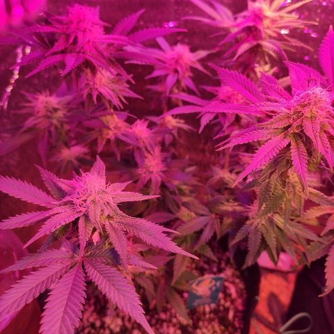 Banana kush whitelabell growlog timeline photo
