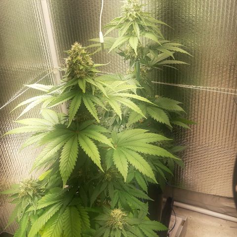 Big Green Crack #2 growlog timeline photo