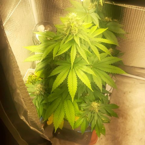 Big Green Crack #2 growlog timeline photo