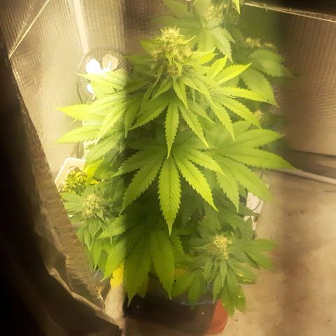 Big Green Crack #2 growlog timeline photo