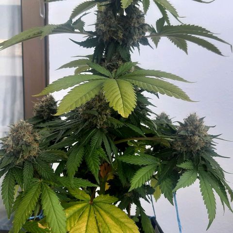 Big Green Crack #2 growlog photo: Cleanroot