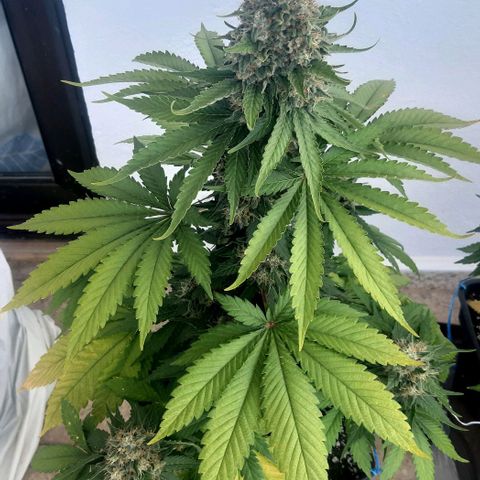 Big Green Crack #2 growlog photo: Cleanroot