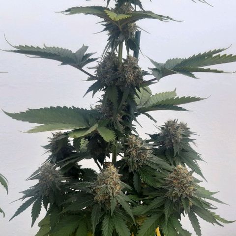 Big Green Crack #1 growlog photo: Cleanroot