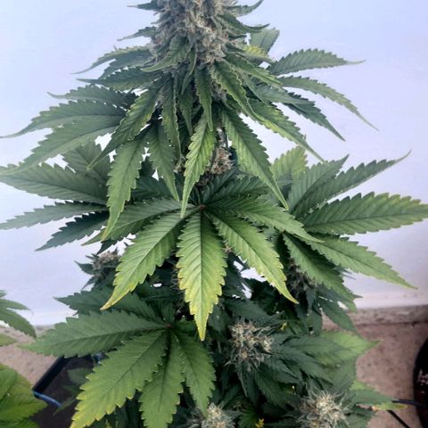 Big Green Crack #1 growlog photo: Cleanroot