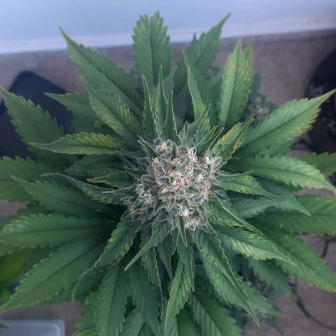 Big Green Crack #1 growlog photo: Cleanroot