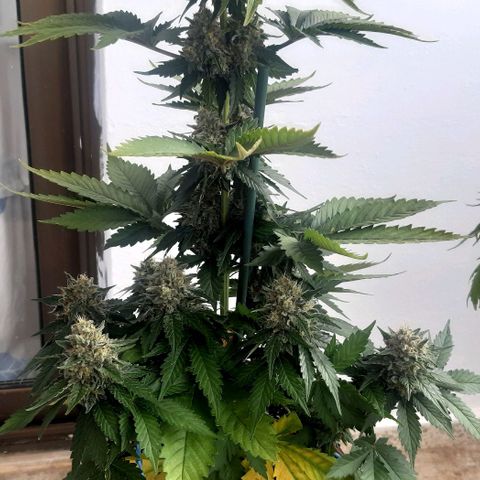 Big Green Crack #1 growlog timeline photo