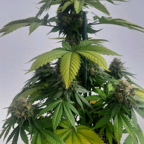 Big Green Crack #2 growlog timeline photo