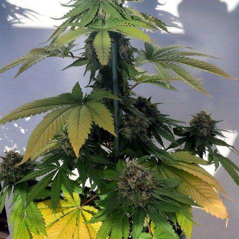 Big Green Crack #2 growlog timeline photo