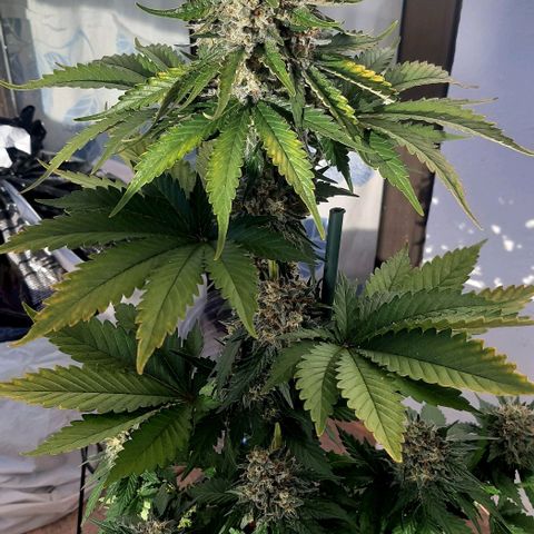 Big Green Crack #1 growlog timeline photo
