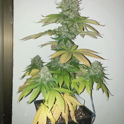 Big Green Crack #2 growlog timeline photo