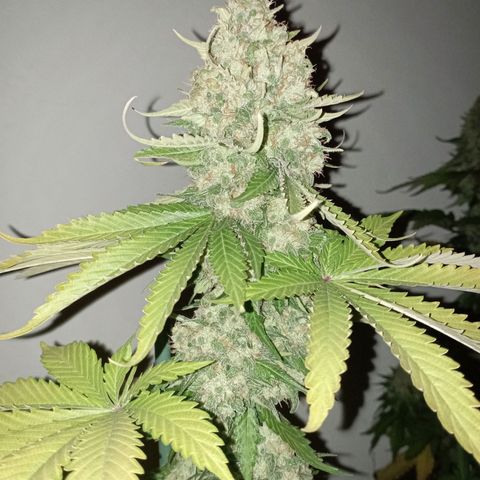 Big Green Crack #2 growlog timeline photo