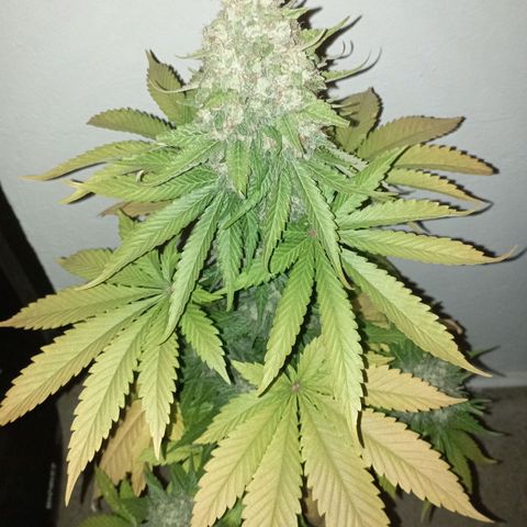 Big Green Crack #2 growlog timeline photo