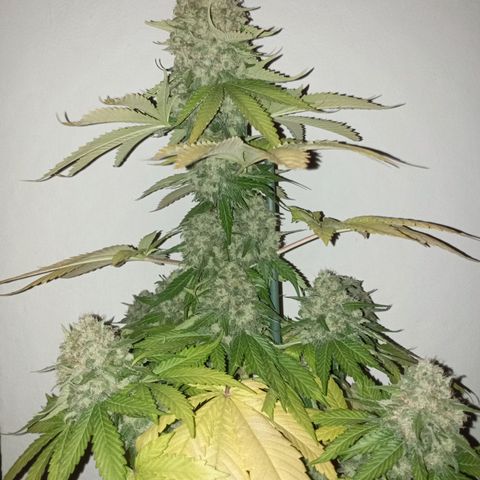 Big Green Crack #2 growlog timeline photo