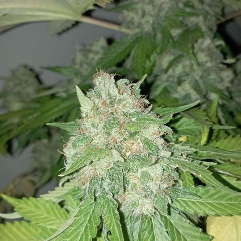 Big Green Crack #2 growlog timeline photo