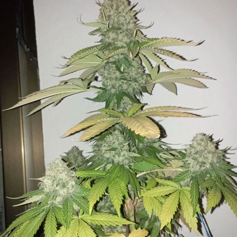 Big Green Crack #2 growlog timeline photo
