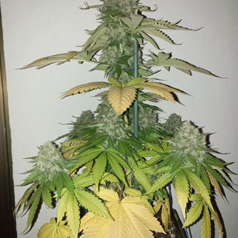 Big Green Crack #2 growlog timeline photo