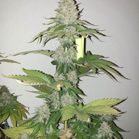 Big Green Crack #1 growlog timeline photo
