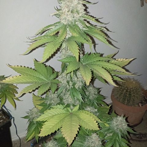 Big Green Crack #1 growlog timeline photo