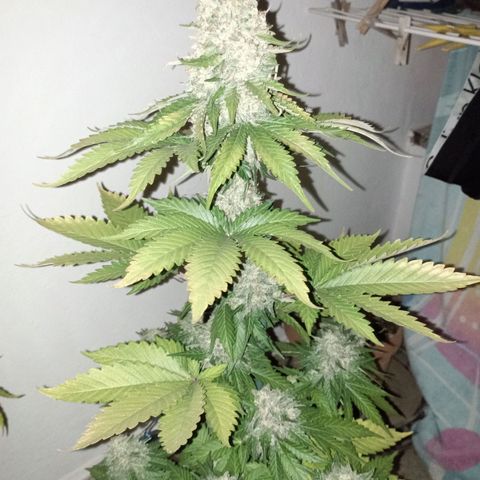 Big Green Crack #1 growlog timeline photo
