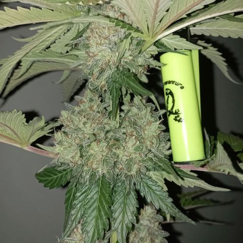 Big Green Crack #1 growlog timeline photo
