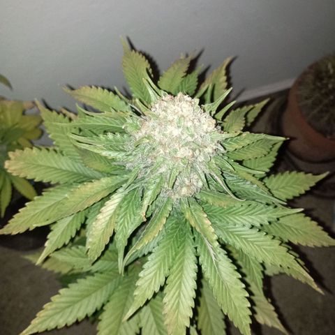 Big Green Crack #1 growlog timeline photo