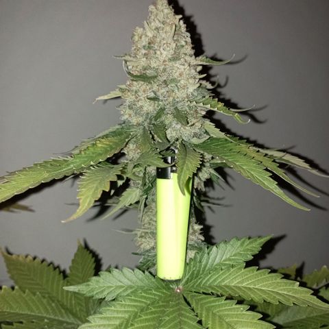 Big Green Crack #1 growlog timeline photo