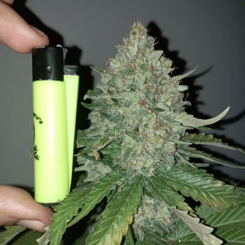 Big Green Crack #1 growlog timeline photo