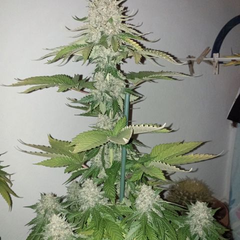 Big Green Crack #1 growlog timeline photo