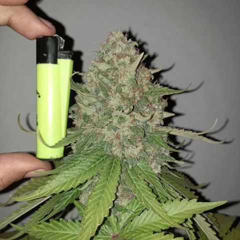 Big Green Crack #2 growlog timeline photo