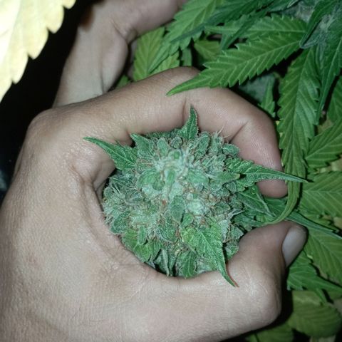 Big Green Crack #2 growlog timeline photo