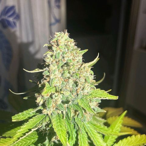 Big Green Crack #1 growlog timeline photo