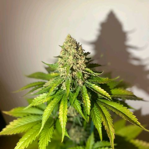 Big Green Crack #1 growlog timeline photo