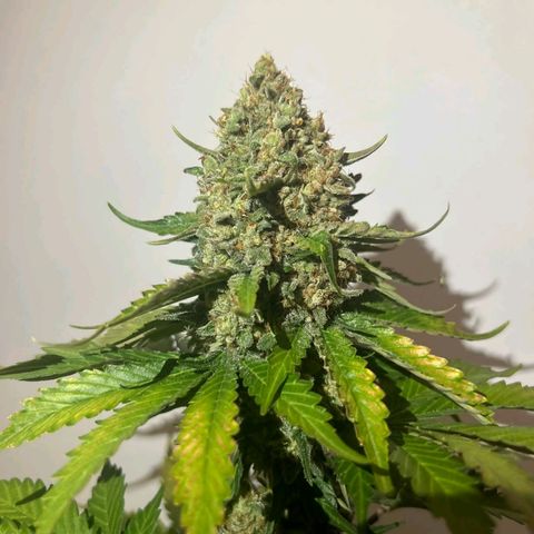 Big Green Crack #1 growlog timeline photo