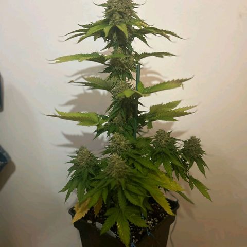Big Green Crack #1 growlog timeline photo