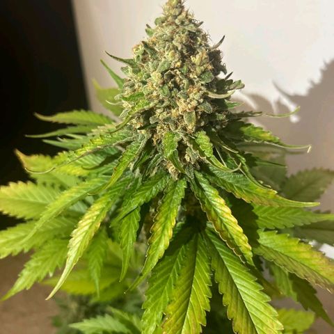 Big Green Crack #1 growlog timeline photo