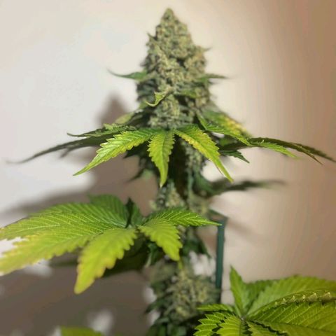 Big Green Crack #1 growlog timeline photo