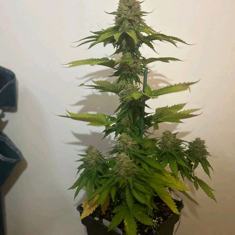 Big Green Crack #1 growlog timeline photo