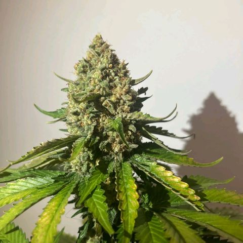 Big Green Crack #1 growlog timeline photo