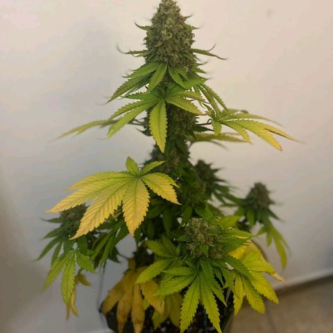 Big Green Crack #2 growlog timeline photo