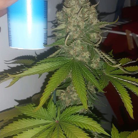 Big Green Crack #2 growlog timeline photo