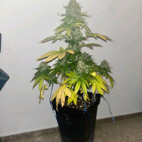 Big Green Crack #2 growlog timeline photo