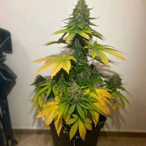 Big Green Crack #2 growlog timeline photo