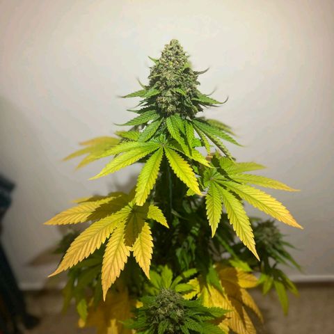 Big Green Crack #2 growlog timeline photo