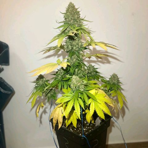 Big Green Crack #2 growlog timeline photo