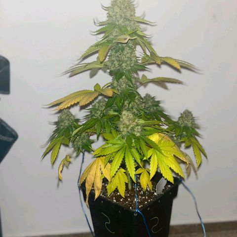 Big Green Crack #2 growlog timeline photo