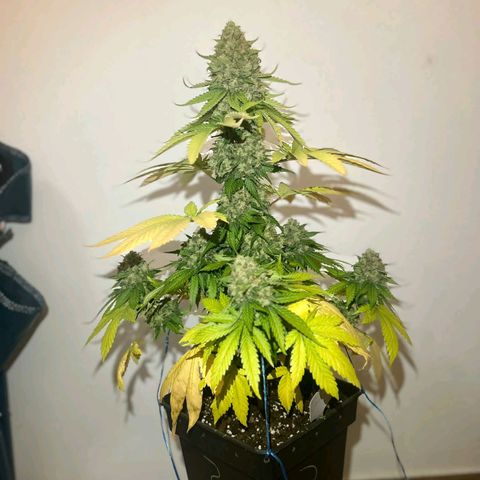 Big Green Crack #2 growlog timeline photo
